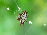 Spinybacked Orbweaver