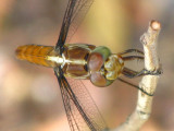 Roseate Skimmer female