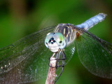 Blue Dasher male