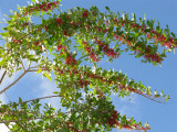 Brazilian Peppertree