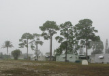 Pine Trees & Foggy weather