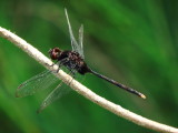 Pin-tailed Pondhawk
