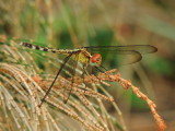Band-winged Dragonlet female