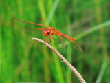 Needhams Skimmer male