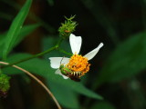 Green metallic bee/ Bidens