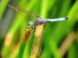 Blue Dasher male