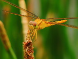 Scarlet Skimmer female