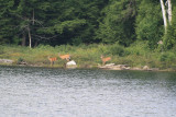 Deer on Kilarney lake 492.jpg