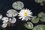 water lily.jpg