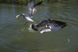 Sea gull.JPG