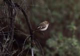 Red-capped Robin (f)