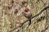 Crimson Finch