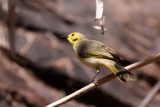 Yellow tinted Honeyeater
