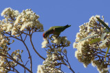 Varied Lorikeet