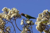 Varied Lorikeet