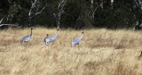 Sarus Cranes