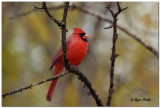 Cardinal Rouge