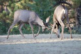 Mule Deer