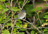 Dark-eyed Junco