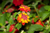 Lantana