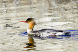 Red-breasted Merganser