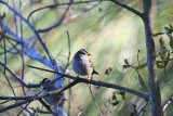 White-crowned Sparrow