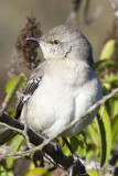 Northern Mockingbird