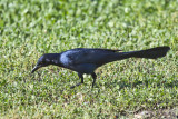 Great-tailed Grackle