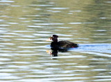 Surf Scoter