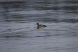 Common Merganser