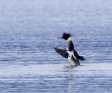 Red-breasted Merganser