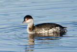 Horned Grebe