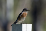 Eastern Bluebird