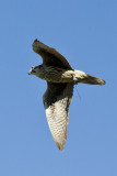 Prairie Falcon