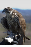 Prairie Falcon