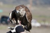 Prairie Falcon