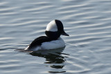 Bufflehead