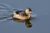 Pied-billed Grebe