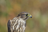 Sharp-shinned Hawk