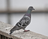 Rock Dove