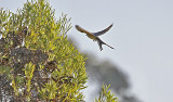 Scissor-tailed Flycatcher