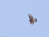 Red-shouldered Hawk