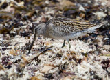 Short-billed Dowitcher