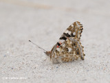 Distelvlinder - Painted Lady - Vanessa cardui