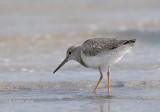 Tureluur - Common Redshank - Tringa totanus