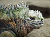 Galapagos-98.jpg