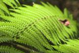 Ferns