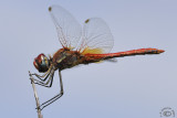 Male Red-veined Darter (Sympetrum Fonscolombii)