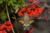 Hummingbird Hawk-moth (Macroglossum Stellatarum) #3