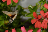 Hummingbird Hawk-moth (Macroglossum Stellatarum) #5